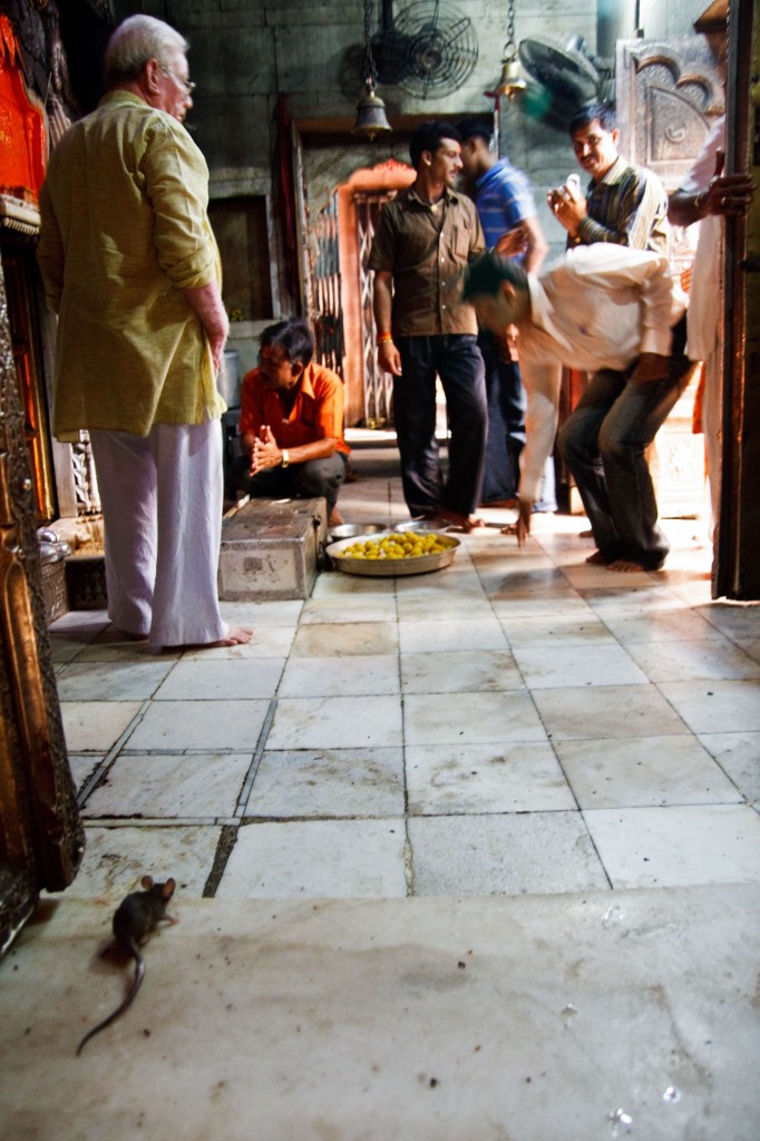 Fervor religioso mientras una rata espera su comida