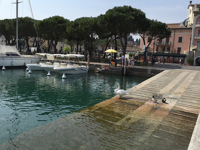 Cisnes en el puerto de Desenzano del Garda