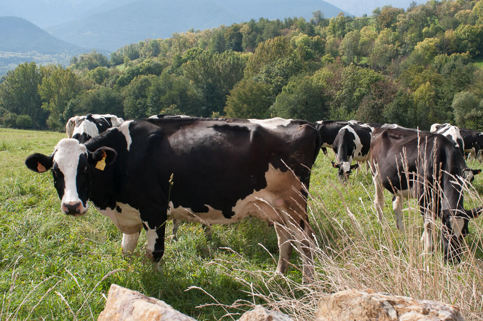 vacas de la Cerdanya