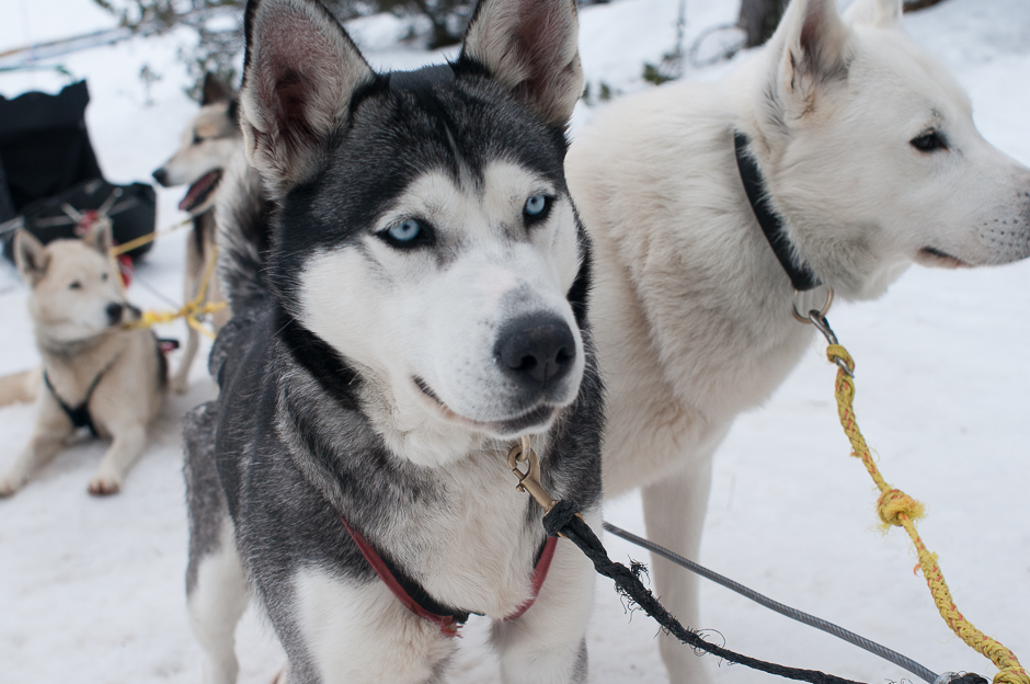 Perros guía del trineo de perros en Grandvalira
