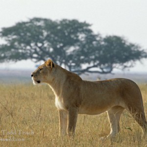 El Serengeti, entre Kenia y Tanzania