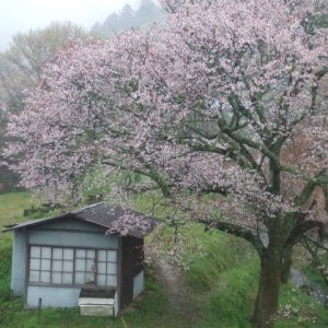 Ver florecer los cerezos en Japón