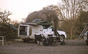 El elefante de marcha por el campamento en Namibia