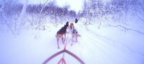 Safari en trineo de perros (foto:Trym Ivar Bergsmo /finnmark reiseliv)