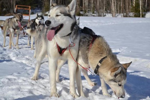 Trineo con huskies siberianos @Laponia Sueca