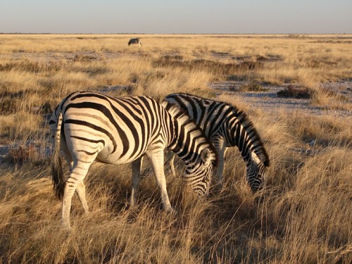 Zebras de Etosha Park