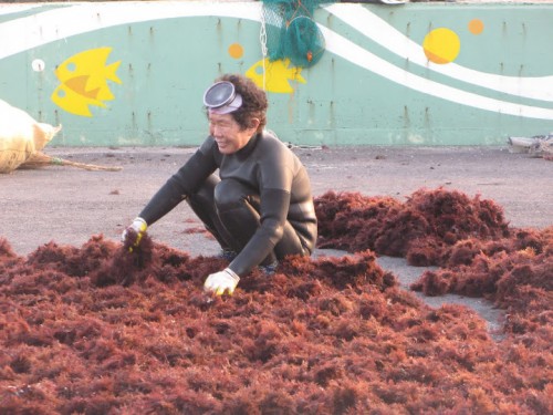 Abuela buceadora de la isla de Jeju en Corea del Sur