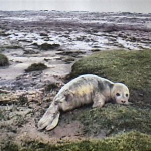 Centro de rehabilitación de focas en Pieterburen