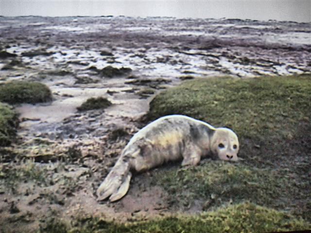 Centro de rehabilitación de focas en Pieterburen