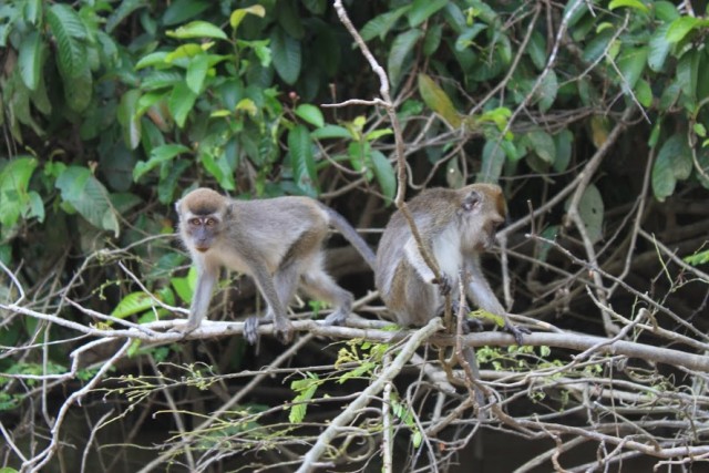 Monos en Kinabatangan